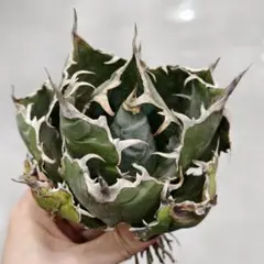 2026年最新】狂刺夕映の人気アイテム - メルカリ