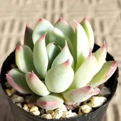 momo福様 リクエスト 2点 まとめ商品