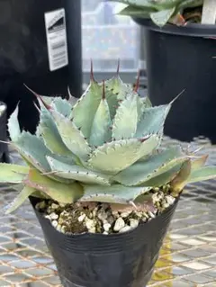 mucx69様 リクエスト 2点 まとめ商品