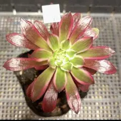 17 #多肉植物アエオニウム錦❤️ ブラックスワン ❤️1大頭 10cm拨き苗 2026年最新】アエオニウム 多肉植物 ブラックスワンの人気アイテム
