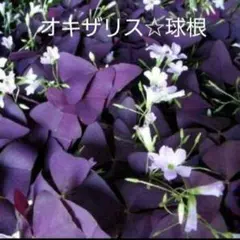 モカれん様 リクエスト 2点 まとめ商品