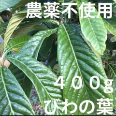 【農薬不使用】びわの古葉 400g チンキ お茶 湿布 温灸 小動物のおやつ♪①