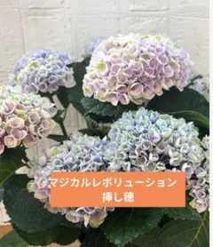 マジカルレボリューション　挿し穂　3本のサムネイル