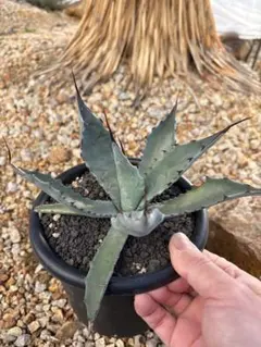 2026年最新】アガベ コロラータ レオの人気アイテム - メルカリ