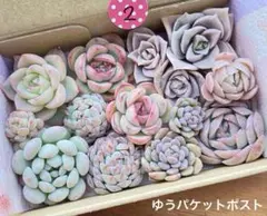 2 多肉植物　多肉弁当　詰め合わせ　寄せ植え　セット　カット苗　韓国苗　つぶ