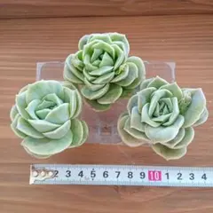 MY FIRST ♪̊̈♪̆̈♪̊̈様専用RローズBセット×Bマディバ×Rローズ