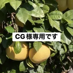 CG様専用です。