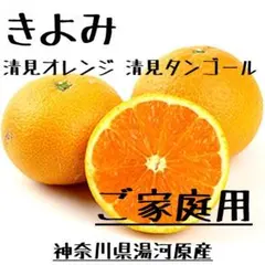 餡子様専用　 清見みかん ご家庭用 4キロ詰め合わせ 神奈川県産