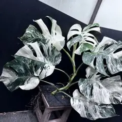 2025年最新】斑入りモンステラ ホワイトタイガーの人気アイテム