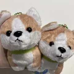 ROUND1 わんわんふれんず　コーギー2つセット