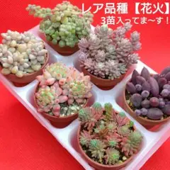 レア【花火】♥セダム多肉植物ミニ鉢6個セット