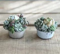 多肉植物寄せ植え❤︎そのまま飾れる❤︎お２つセット
