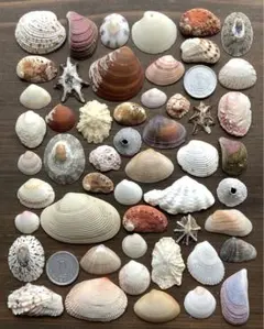 No757 カラフル いろいろ二枚貝 シーグラスアート 天然素材 セット