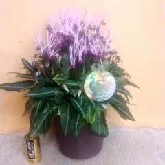 八割れ猫様 リクエスト 2点 まとめ商品