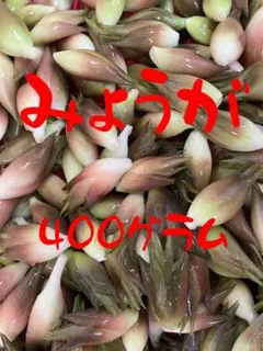 みょうが 400g 7/14か7/15発送②のサムネイル