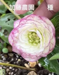 2025年最新】加藤農園クリスマスローズの人気アイテム - メルカリ