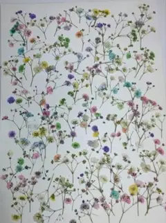 押し花　カラフルカスミソウ枝先　№239