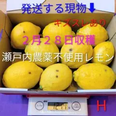 H ２月２８日収穫 新鮮！瀬戸内の農薬不使用レモン　キズスレあり