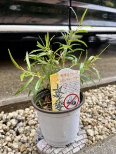 オージープランツ　★レモンティーツリー★　ポットごと発送
