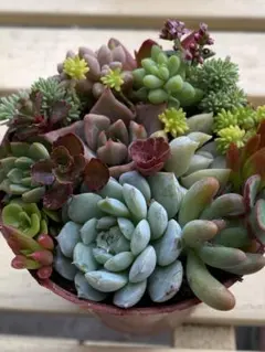 2025年最新】多肉植物寄せ植えセットの人気アイテム - メルカリ