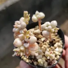 だるま姫秋麗　セダム多肉