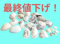 貝殻セット 様々なサイズ ハンドメイド用　売り切れゴメン