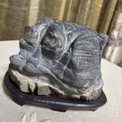 化石と思われる石 貝殻状 化石群 木製台座付き 鑑賞石 約12cm 化石と思われる石 貝殻状 化石群 木製台座付き 鑑賞石 約12cm - メルカリ