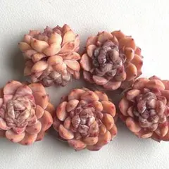 NEW‼️212 アイスアイス5株セット　多肉植物　エケベリア　寄せ植えにも❣️