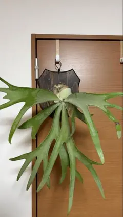 ビカクシダ 壁掛け植物 IMAMA ウィリンキー Amazon｜【おしゃれな壁掛け観葉植物】ビカクシダ ウィリンキー 板付