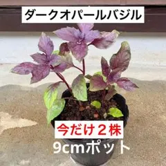 イヴ様 リクエスト 2点 まとめ商品