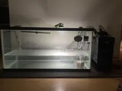 60cmワイドらんちゅう水槽 - メルカリ