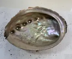 あわび　貝殻　約18×13㎝