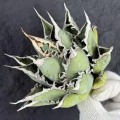 2025年最新】アガベ 海王の人気アイテム - メルカリ