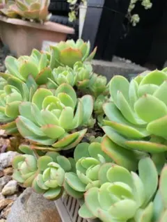 多肉☆ピーチプリデ（特大）・抜き苗 2025年最新】ピーチプリデ 抜き苗の人気アイテム - メルカリ