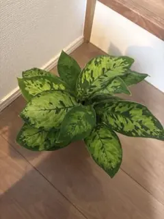 2026年最新】homalomenaの人気アイテム - メルカリ