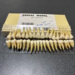 Nissin Dental Model B3-305(32S) 歯牙模型のサムネイル