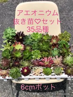 2026年最新】花月夜 アエオニウムの人気アイテム - メルカリ