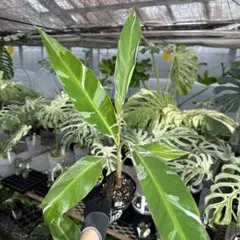 Alpinia rugosa アルピニア ルゴサ 激レア 4芽付き 激安 大株 - メルカリ