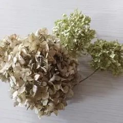 あじさいドライフラワー