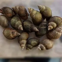 黒バイ貝殻14個
