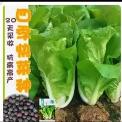 にゃん太様 リクエスト 3点 まとめ商品