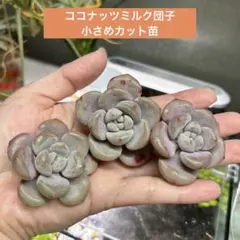 アキ様 リクエスト 2点 まとめ商品