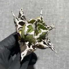 アガベ チタノタ オテロイ 包心竜 コンパクト OC株 ボールタイプ 24