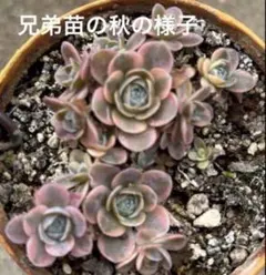 2026年最新】子持ち蓮華錦 鏡花の人気アイテム - メルカリ