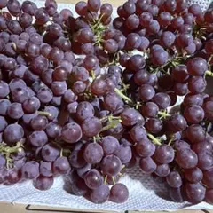 デラウェア ぶどう 産地直送のサムネイル