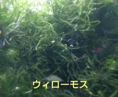 pi3co様 リクエスト 2点 まとめ商品