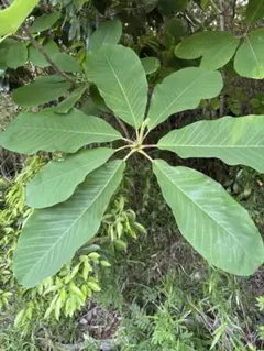 オオバイヌビワ 大葉犬枇杷 苗 観葉植物 花卉/園芸グリーン 沖縄樹木