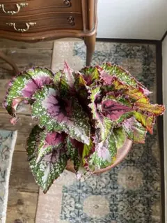 kumi様 リクエスト 2点 まとめ商品