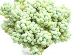 Liten Coco様 リクエスト 3点 まとめ商品