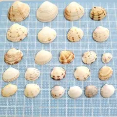 貝殻　24枚セット